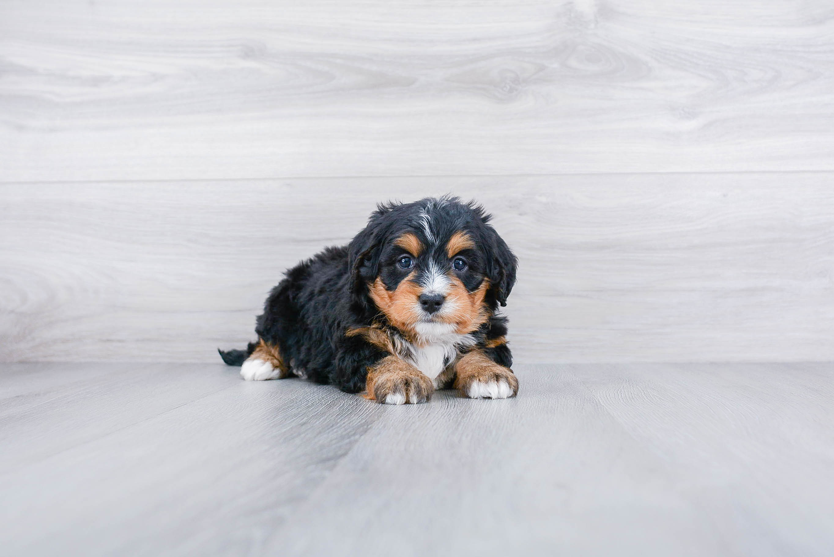 Little Mini Berniedoodle Poodle Mix Puppy