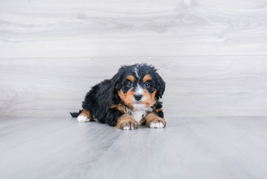 Little Mini Berniedoodle Poodle Mix Puppy