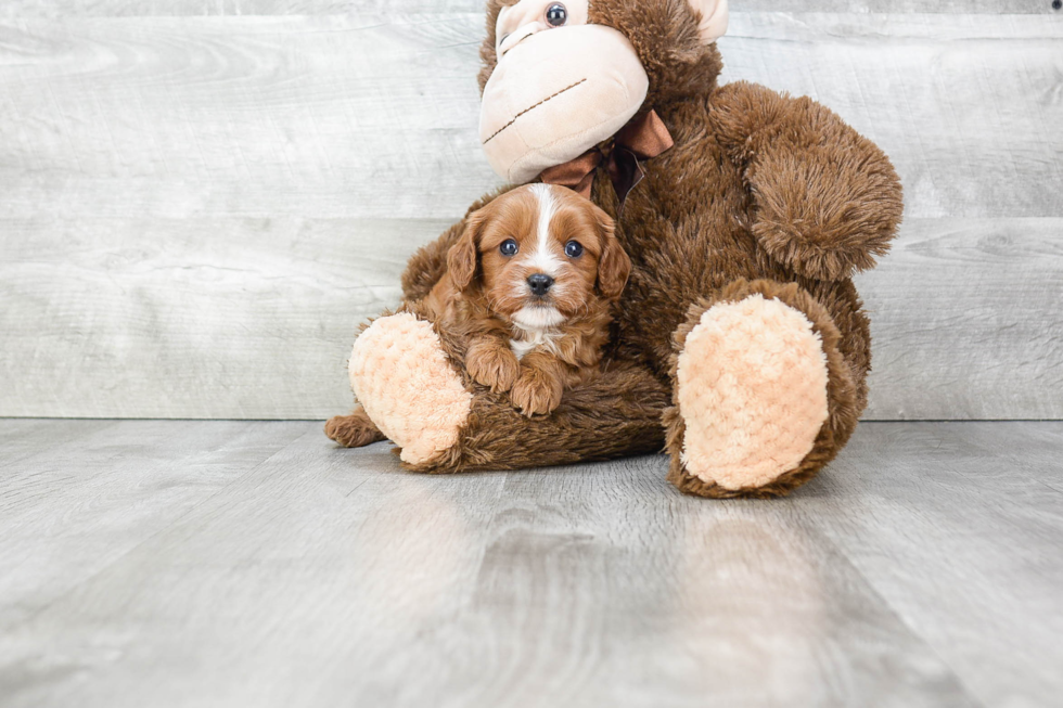 Best Cavapoo Baby