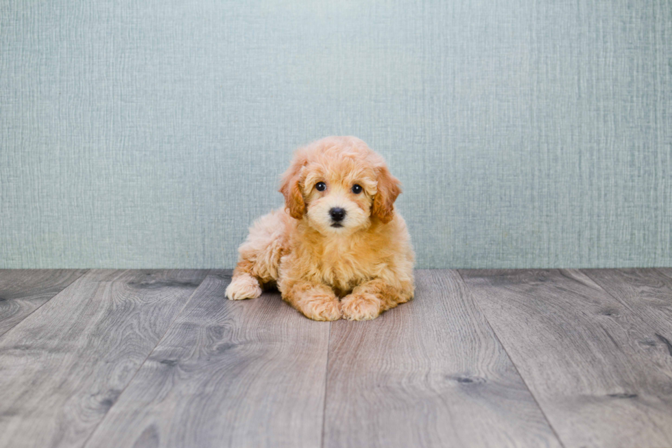 Maltipoo Pup Being Cute