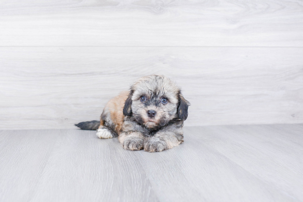 Havanese Puppy for Adoption