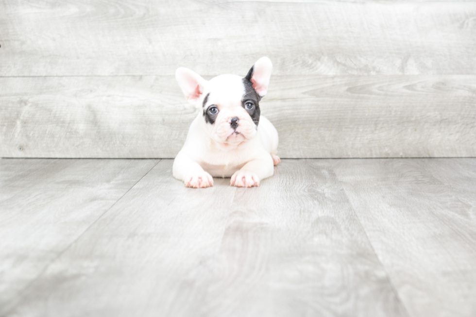 Funny French Bulldog Purebred Pup