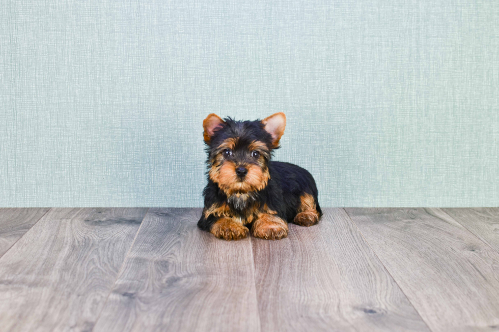 Meet Snickers - our Yorkshire Terrier Puppy Photo 