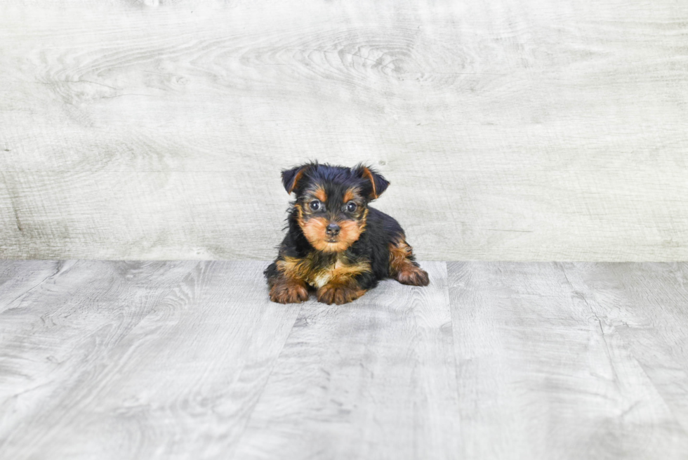 Meet Beyonce - our Yorkshire Terrier Puppy Photo 