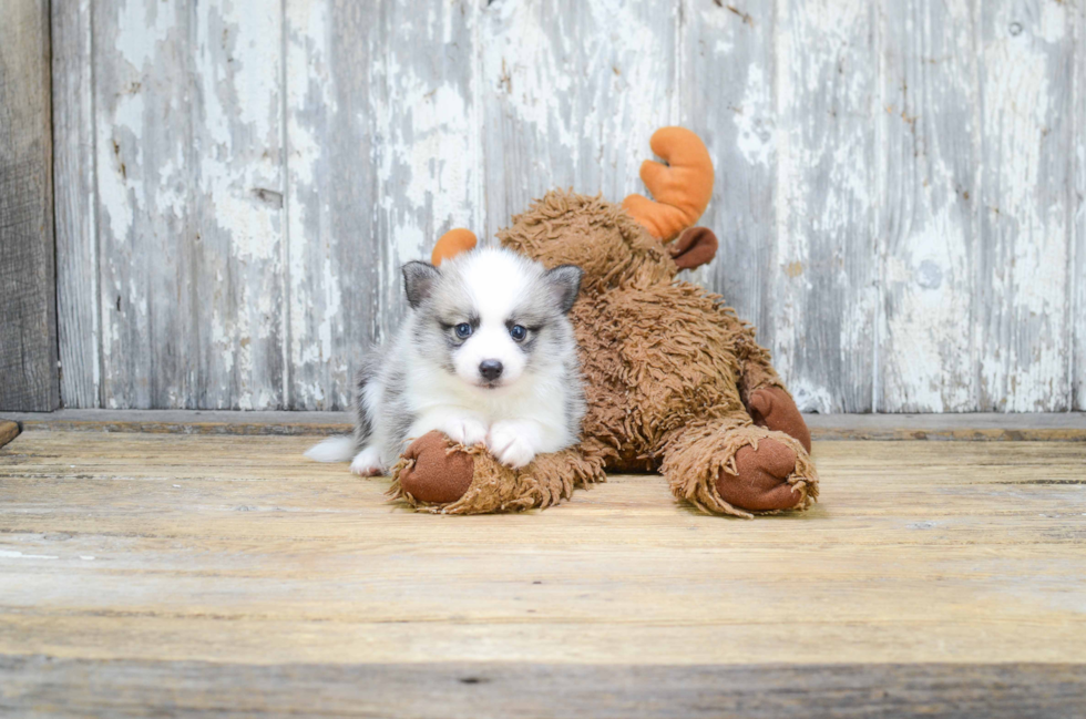 Friendly Pomsky Baby