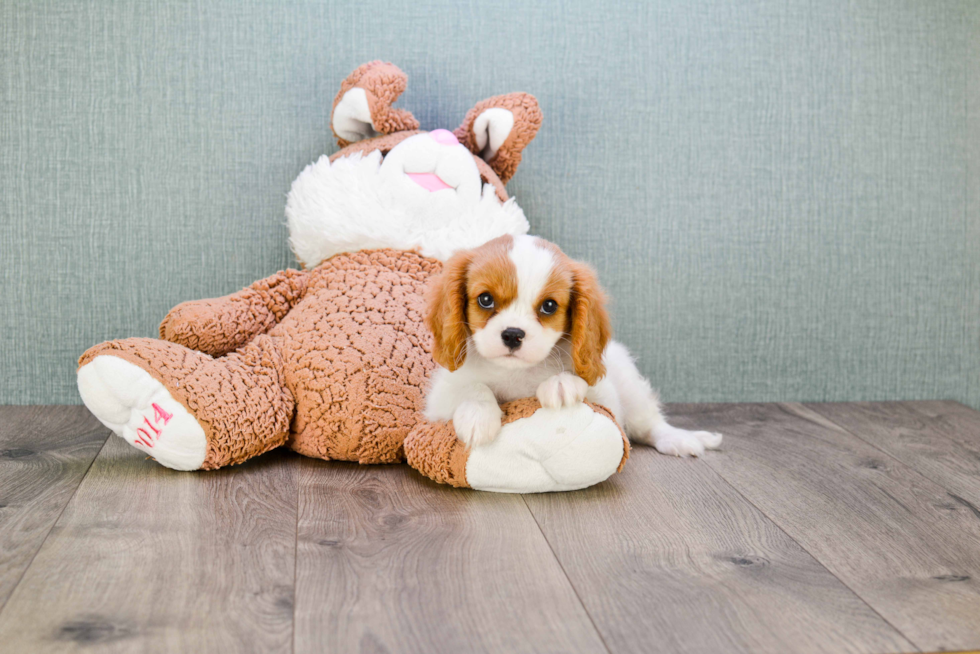 Cavalier King Charles Spaniel Puppy for Adoption