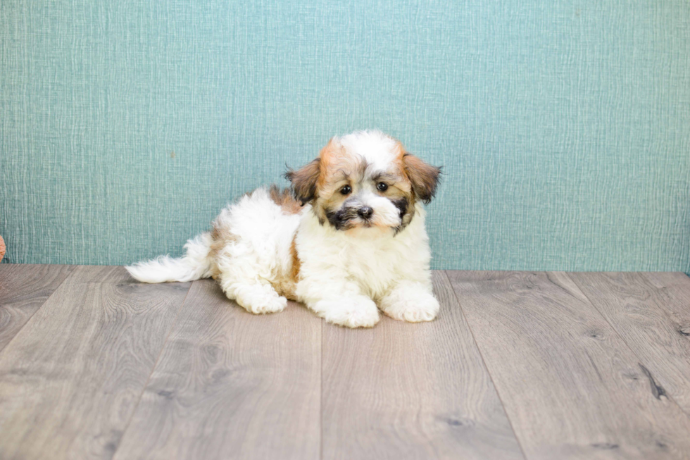 Havanese Puppy for Adoption