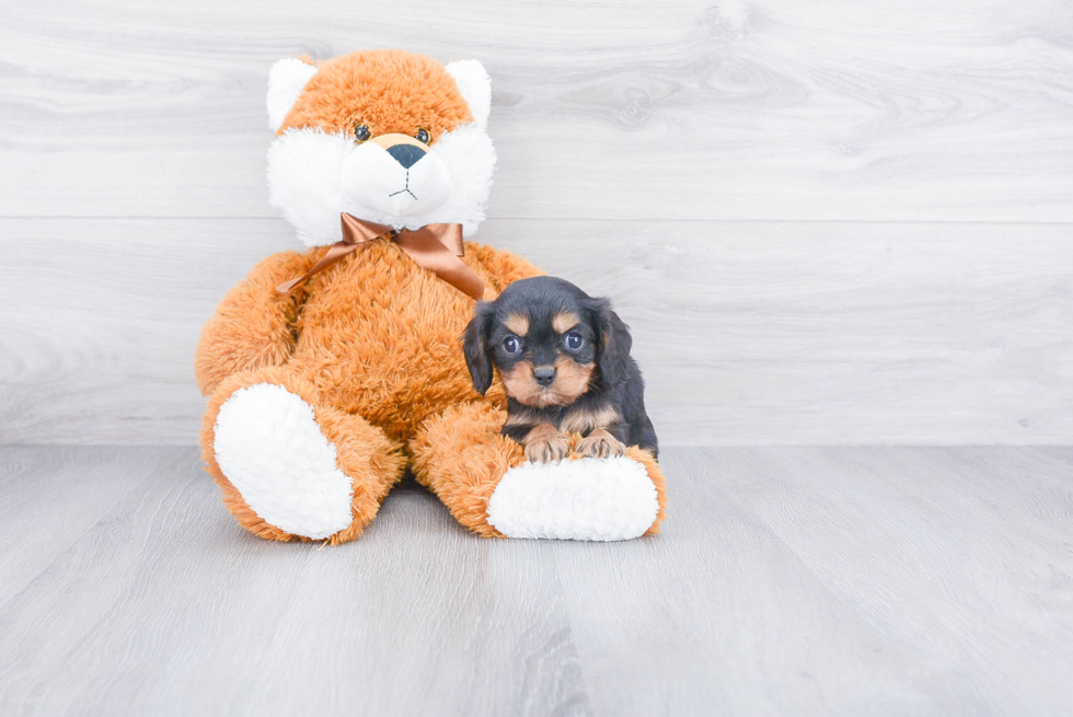 Small Cavalier King Charles Spaniel Baby