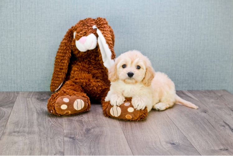 Cavachon Pup Being Cute