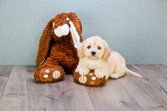 Cavachon Pup Being Cute