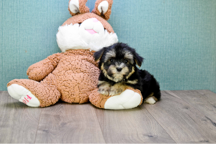 Happy Morkie Baby