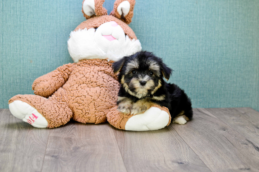 Happy Morkie Baby