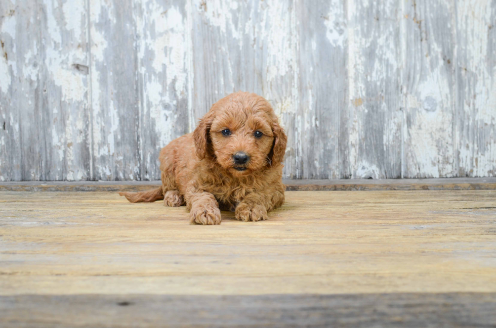 Cute Mini Goldendoodle Baby