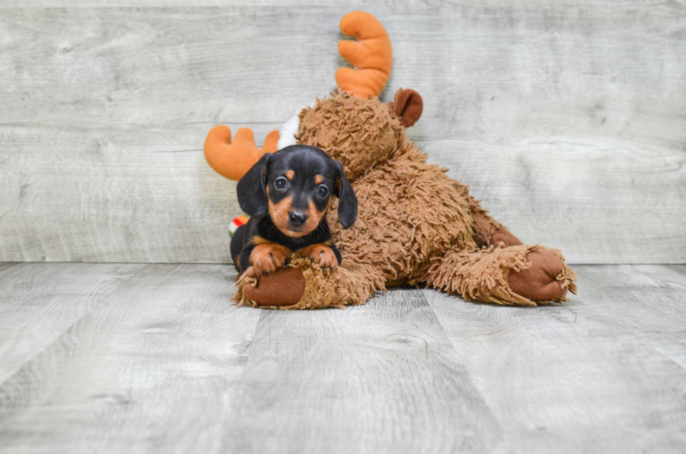 Cute Dachshund Purebred Pup