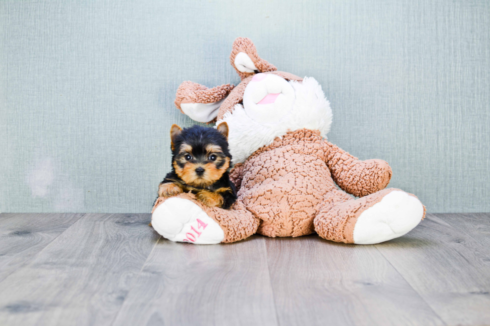 Meet Beckham - our Yorkshire Terrier Puppy Photo 