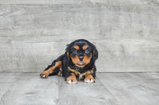 Best Cavalier King Charles Spaniel Baby