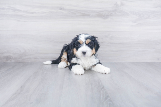 Mini Bernedoodle Puppy for Adoption