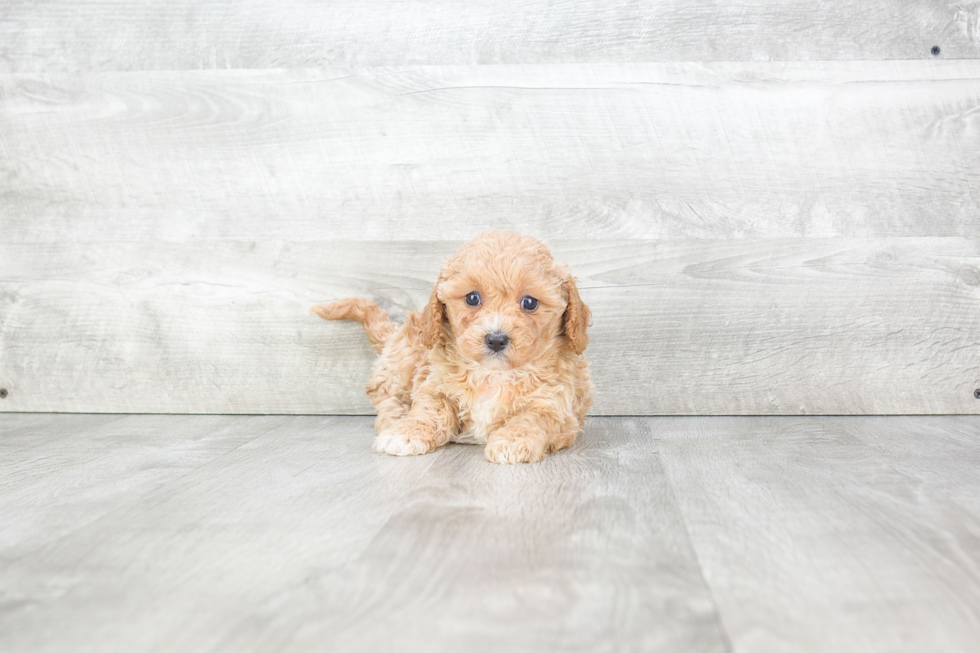 Small Cavapoo Baby