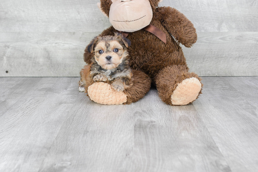 Morkie Pup Being Cute