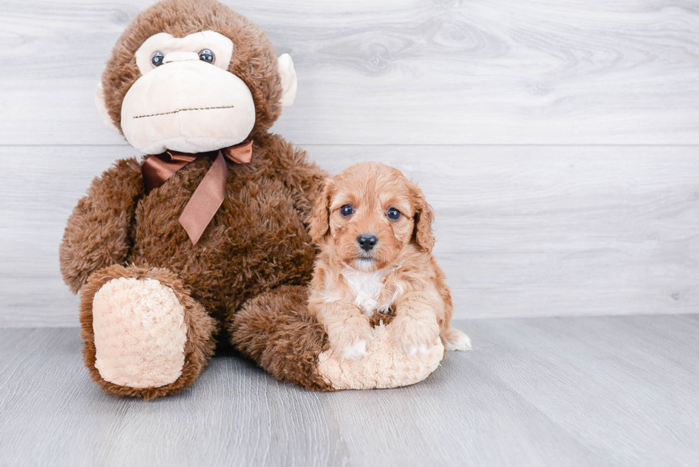 Friendly Cavapoo Baby