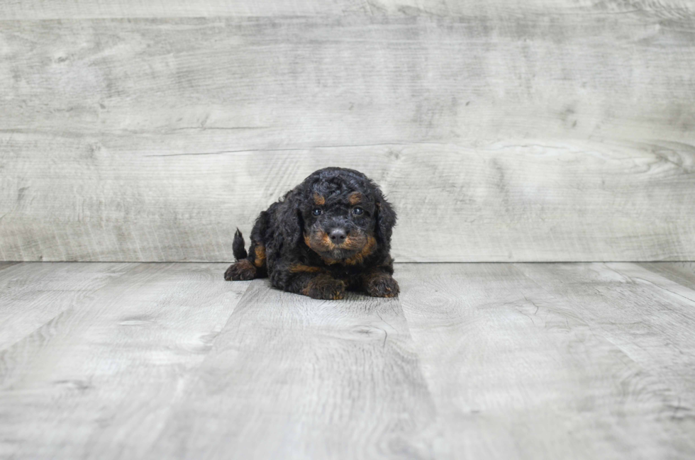 Fluffy Mini Bernedoodle Poodle Mix Pup