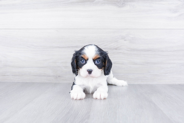 Friendly Cavalier King Charles Spaniel Purebred Pup