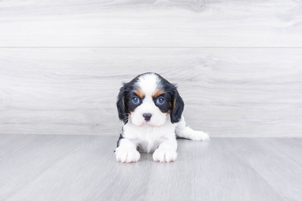 Friendly Cavalier King Charles Spaniel Purebred Pup