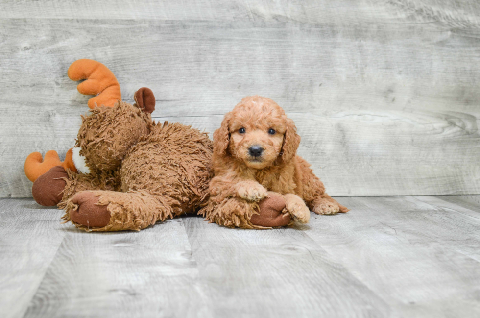 Best Mini Goldendoodle Baby