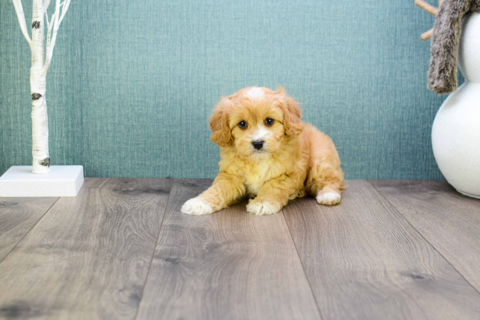 Cavapoo Pup Being Cute