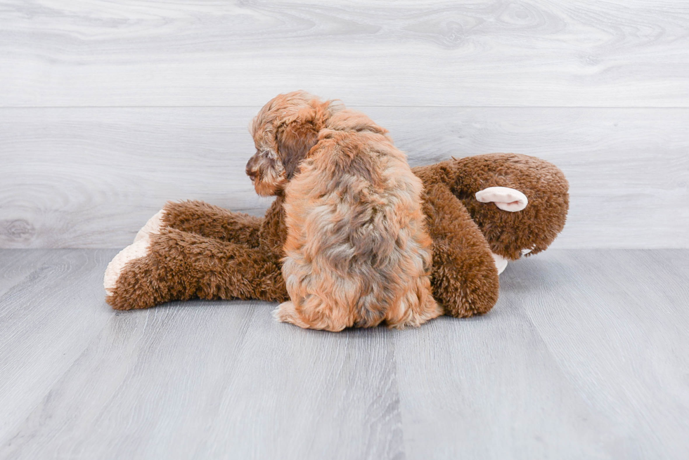 Little Labrador Poodle Mix Puppy