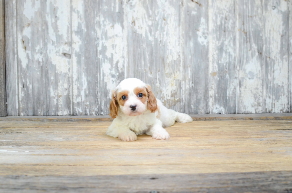 Friendly Cavapoo Baby