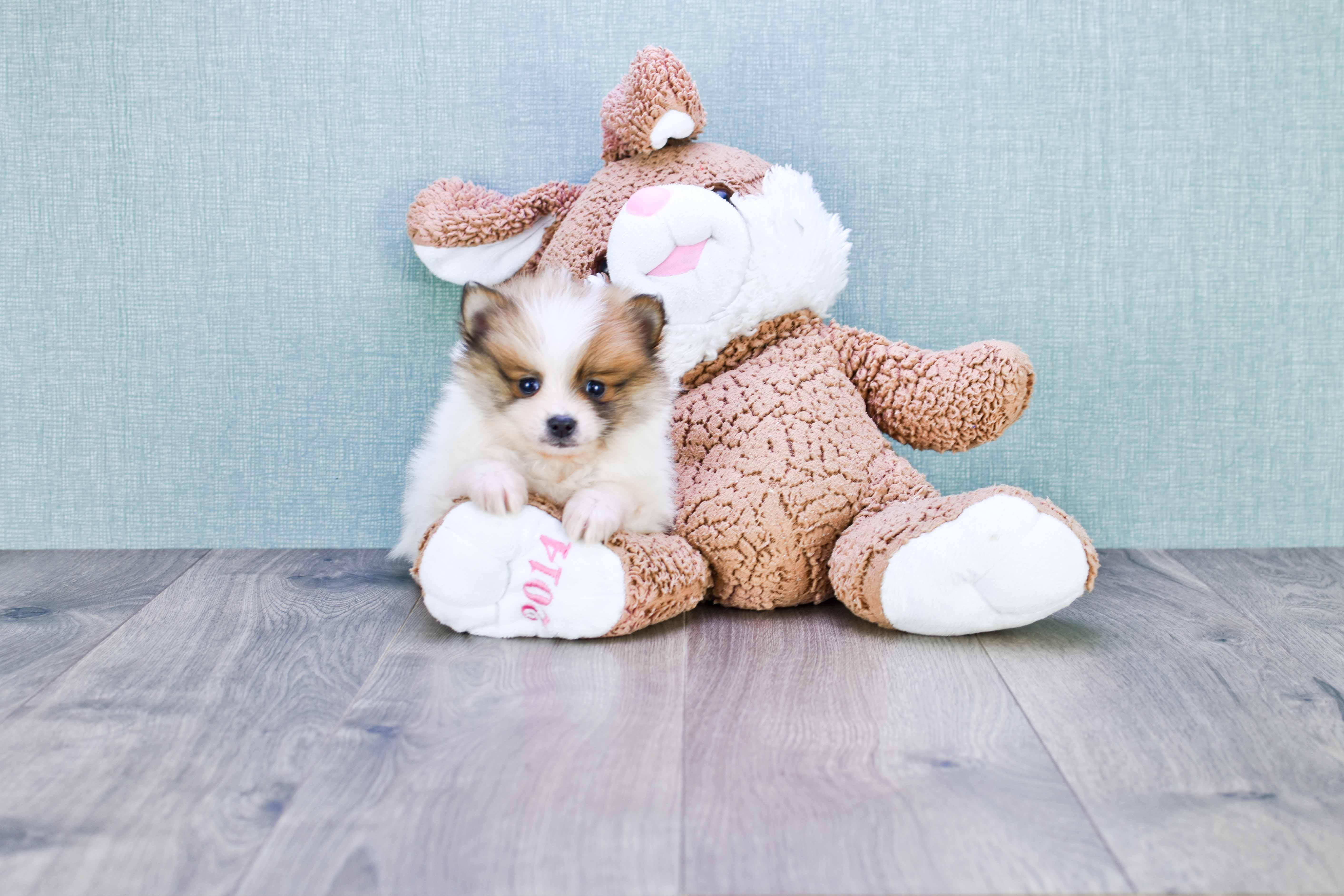 Best Pomeranian Baby