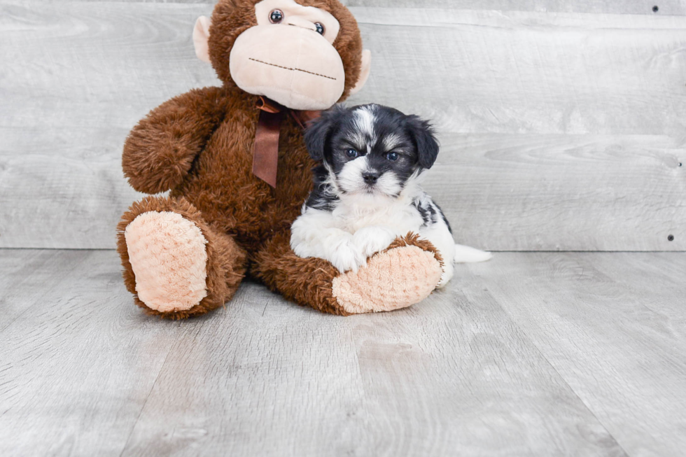 Funny Havanese Baby