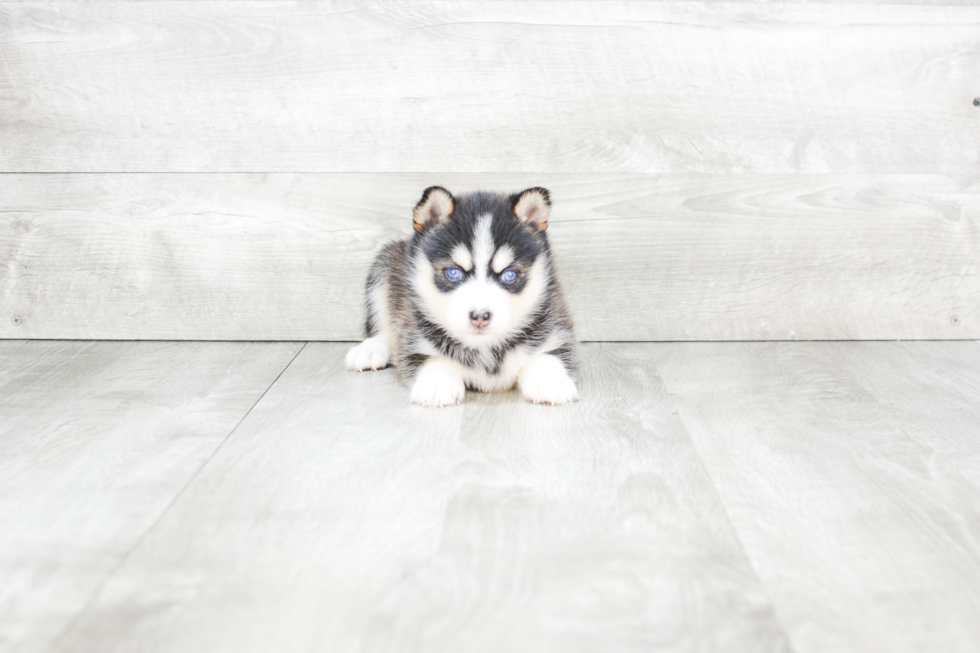 Small Pomsky Baby