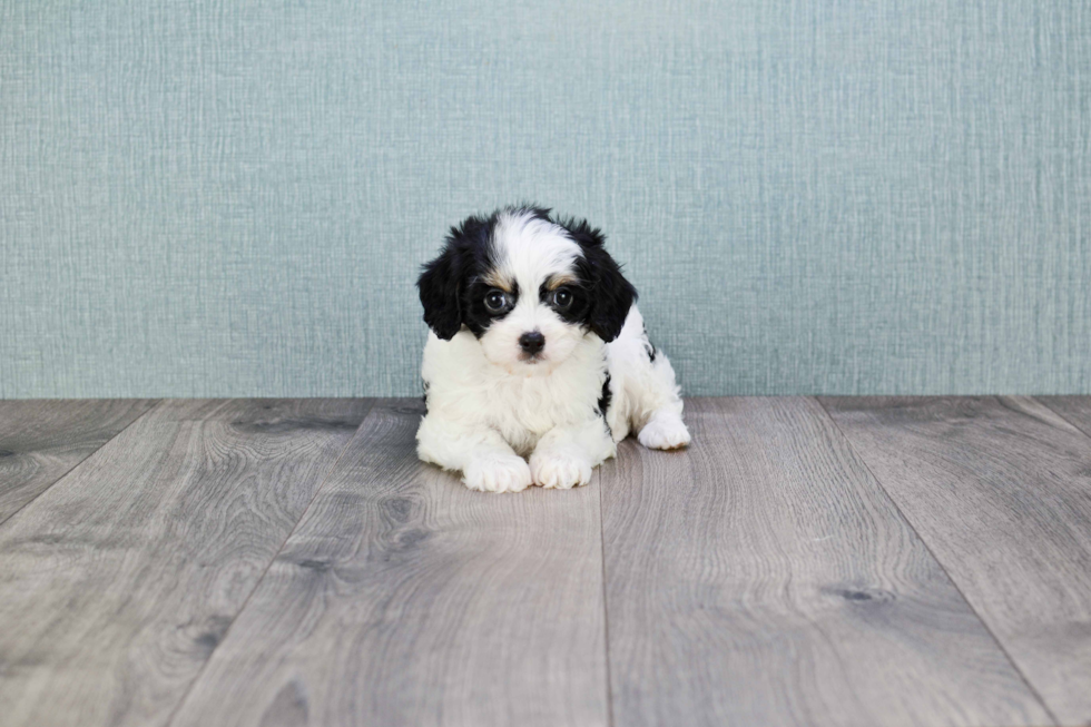 Cavachon Puppy for Adoption