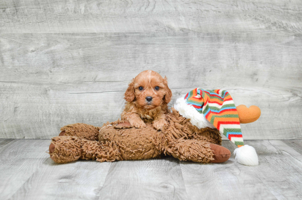 Cavapoo Pup Being Cute