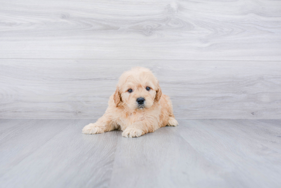 Mini Goldendoodle Puppy for Adoption