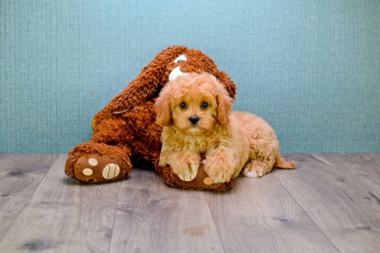 Cavapoo Pup Being Cute