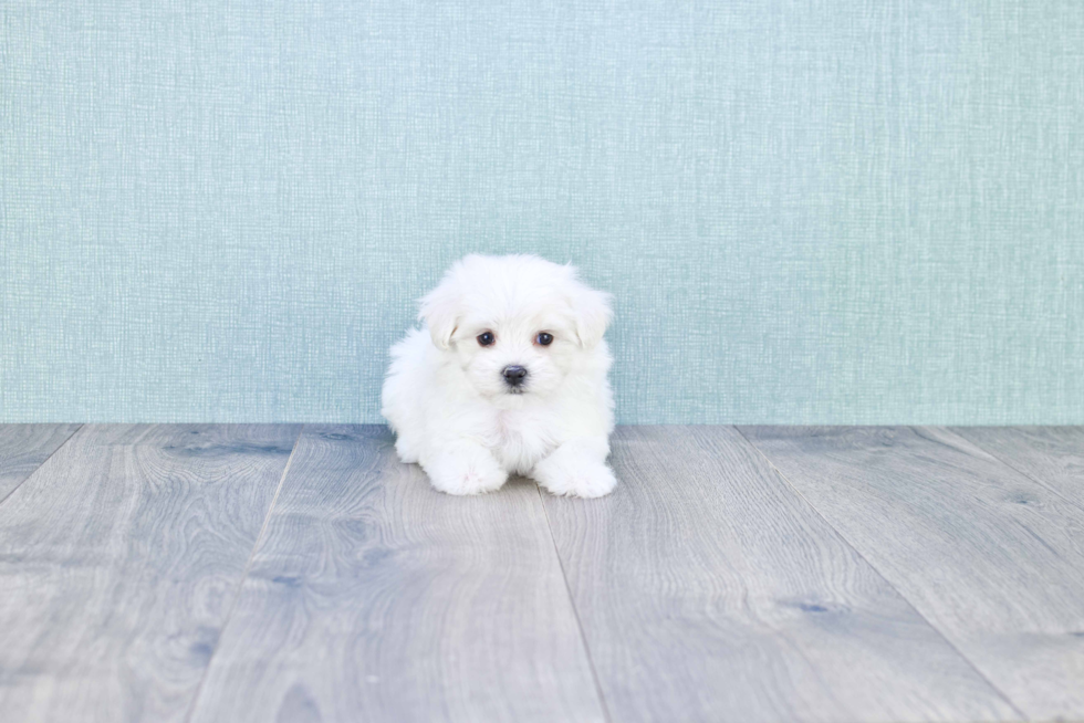 Adorable Maltese Poodle Poodle Mix Puppy