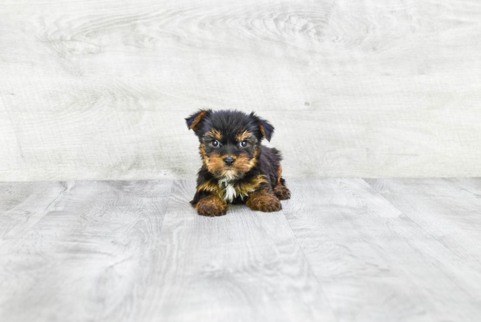 Meet Steph - our Yorkshire Terrier Puppy Photo 