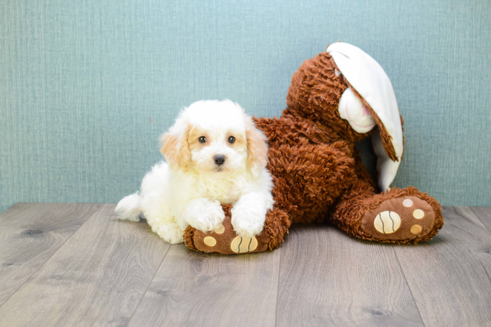 Sweet Cavapoo Baby