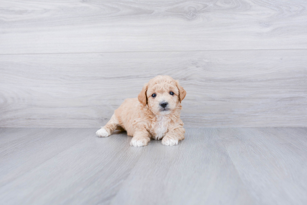 Maltipoo Puppy for Adoption