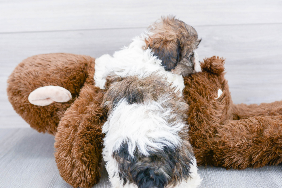 Teddy Bear Pup Being Cute