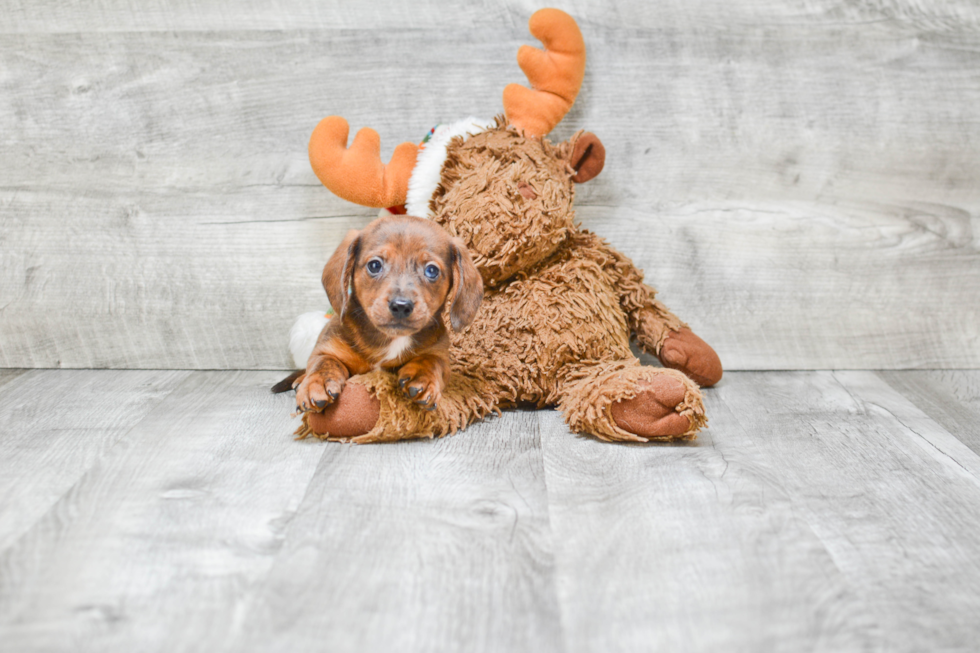 Cute Dachshund Purebred Pup