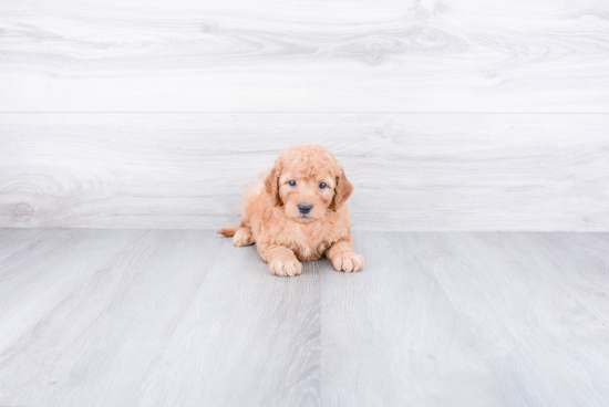 Mini Goldendoodle Puppy for Adoption