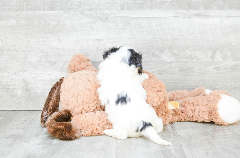 Cavachon Puppy for Adoption