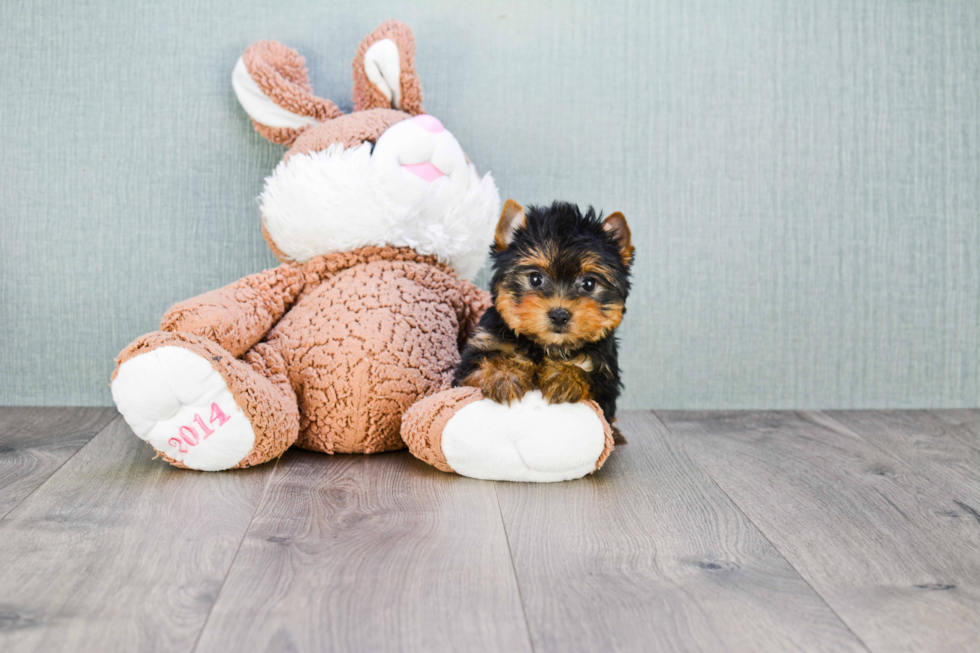 Meet Giselle - our Yorkshire Terrier Puppy Photo 