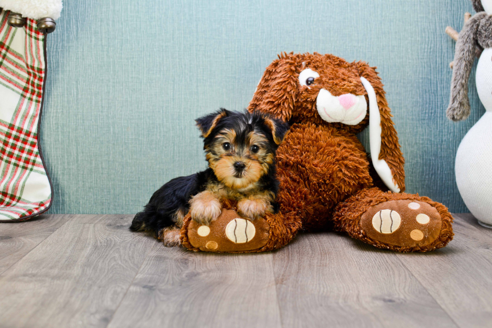 Meet Avery - our Yorkshire Terrier Puppy Photo 