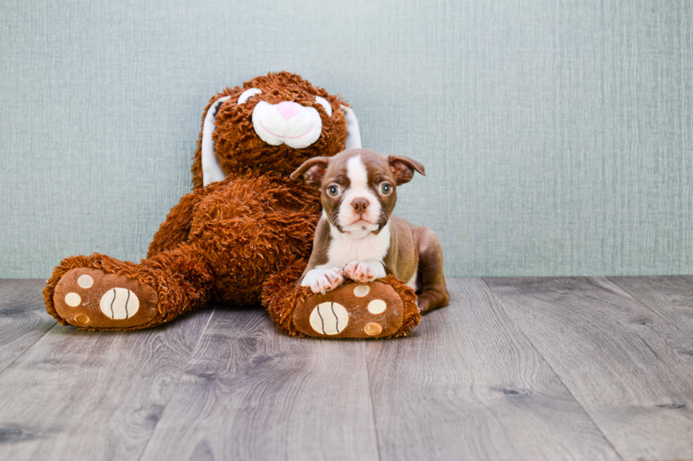 Funny Boston Terrier Purebred Pup