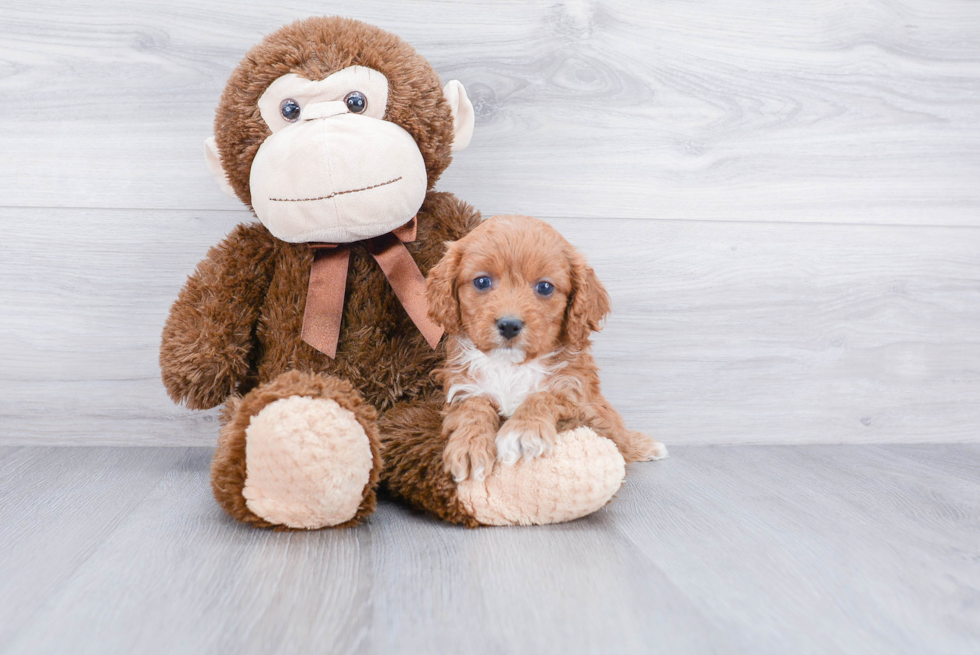 Cavapoo Puppy for Adoption